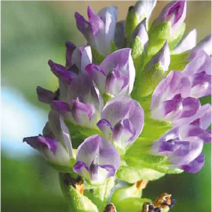 bakuchiol flower