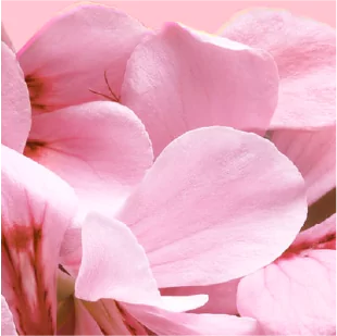 close-up of flower petals