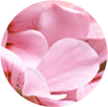 close up of flower petals