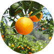 orange on a tree branch