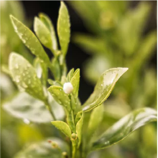 leaves of a flower