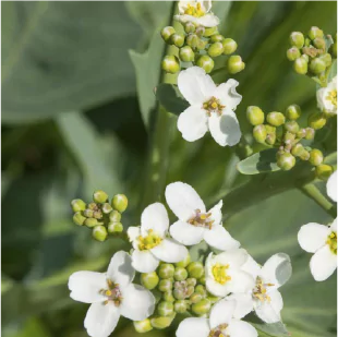 crambe abyssinica flowers