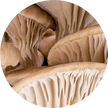 white shitake mushroom close up